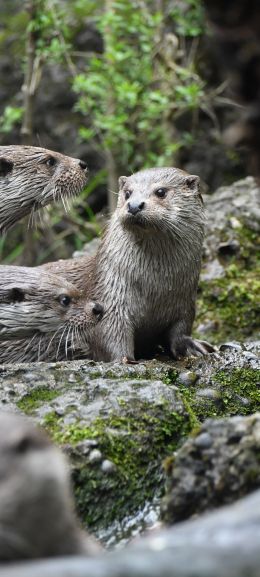 Zoo, Zurich, Switzerland Wallpaper 1080x2400