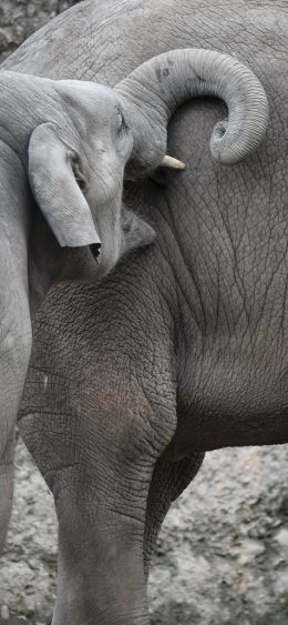 Zurich, Switzerland, elephants Wallpaper 1080x2340