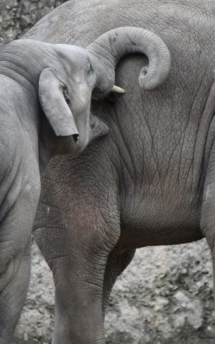 Zurich, Switzerland, elephants Wallpaper 1752x2800