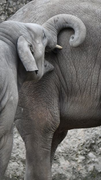 Обои 640x1136 Цюрих, Швейцария, слоны
