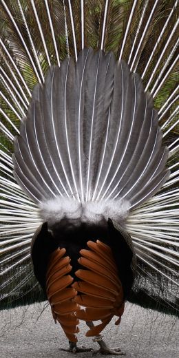 Zoo, Zurich, peacock Wallpaper 720x1440