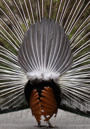 Zoo, Zurich, peacock Wallpaper 1668x2388