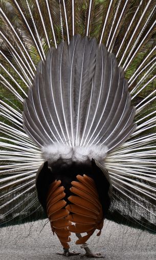 Zoo, Zurich, peacock Wallpaper 1200x2000