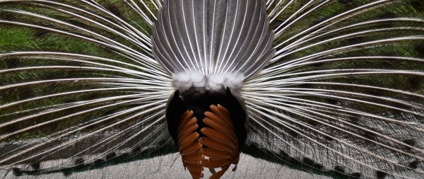 Zoo, Zurich, peacock Wallpaper 2560x1080