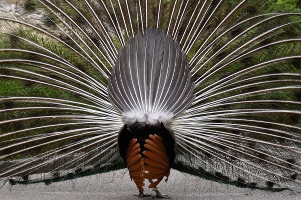 Zoo, Zurich, peacock Wallpaper 5568x3712