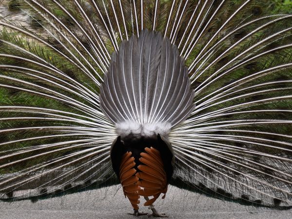 Zoo, Zurich, peacock Wallpaper 800x600