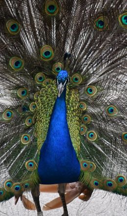 zoo, male peacock Wallpaper 600x1024