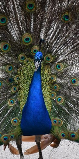 zoo, male peacock Wallpaper 720x1440