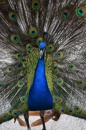 zoo, male peacock Wallpaper 640x960