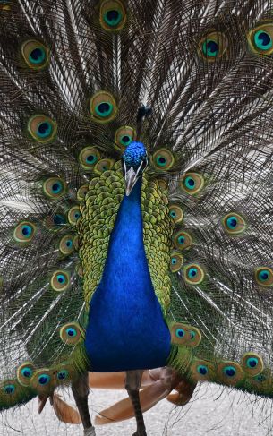 zoo, male peacock Wallpaper 1752x2800