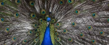 zoo, male peacock Wallpaper 2560x1080