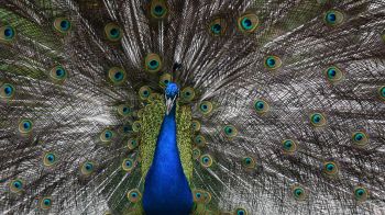 zoo, male peacock Wallpaper 2560x1440