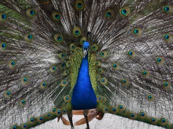 zoo, male peacock Wallpaper 800x600