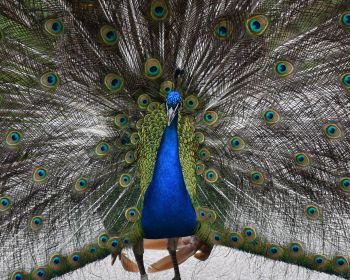 zoo, male peacock Wallpaper 1280x1024