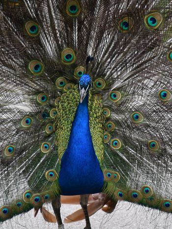 zoo, male peacock Wallpaper 1536x2048