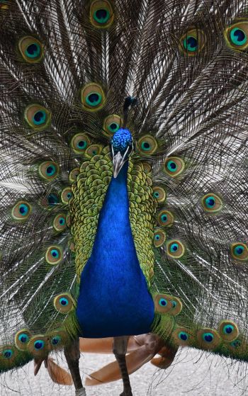 zoo, male peacock Wallpaper 1752x2800