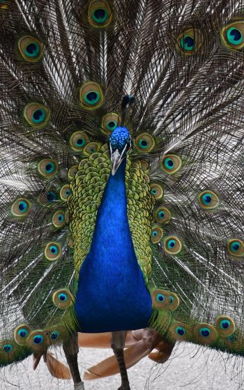 zoo, male peacock Wallpaper 800x1280