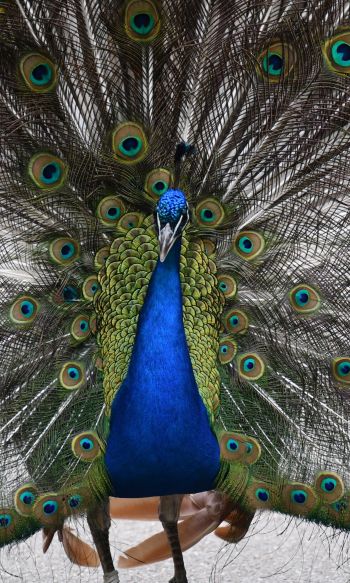 zoo, male peacock Wallpaper 1200x2000