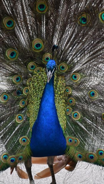 zoo, male peacock Wallpaper 640x1136