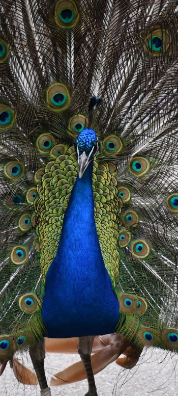 zoo, male peacock Wallpaper 1080x2400