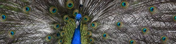 zoo, male peacock Wallpaper 1590x400