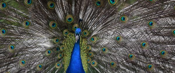 zoo, male peacock Wallpaper 3440x1440