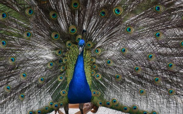 zoo, male peacock Wallpaper 1920x1200