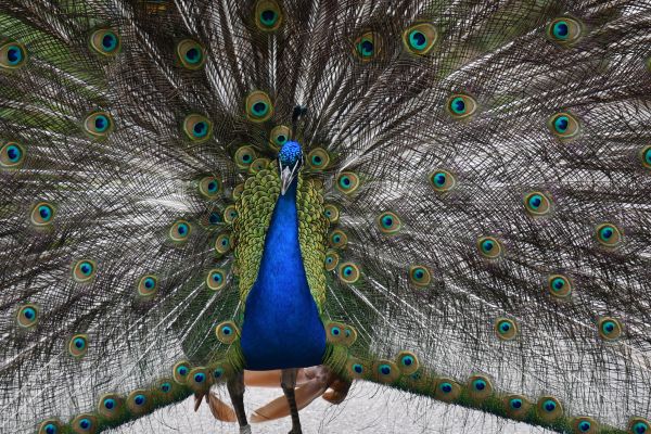 zoo, male peacock Wallpaper 5568x3712