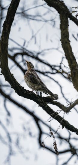 Lviv, Ukraine, bird on a branch Wallpaper 1080x2280