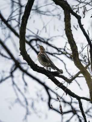 Lviv, Ukraine, bird on a branch Wallpaper 1620x2160