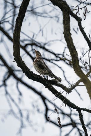 Lviv, Ukraine, bird on a branch Wallpaper 640x960