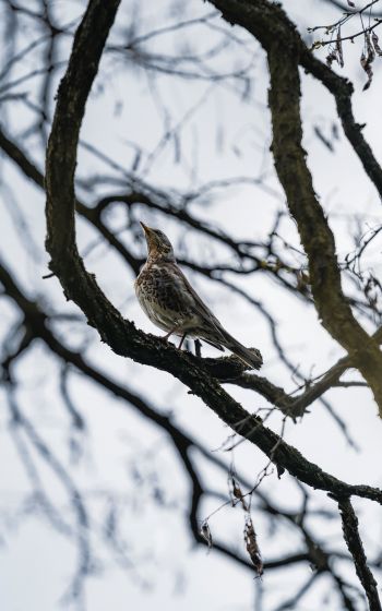 Lviv, Ukraine, bird on a branch Wallpaper 800x1280
