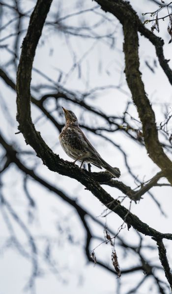 Lviv, Ukraine, bird on a branch Wallpaper 600x1024
