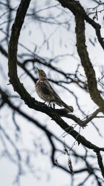 Lviv, Ukraine, bird on a branch Wallpaper 640x1136