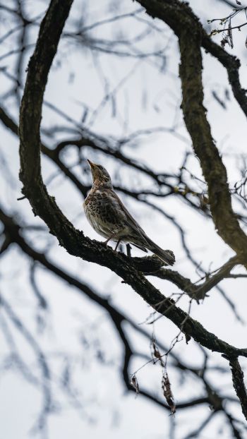 Lviv, Ukraine, bird on a branch Wallpaper 750x1334