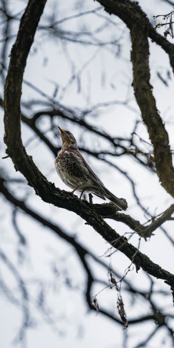 Lviv, Ukraine, bird on a branch Wallpaper 720x1440