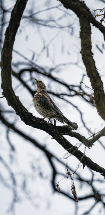 Lviv, Ukraine, bird on a branch Wallpaper 1080x2220