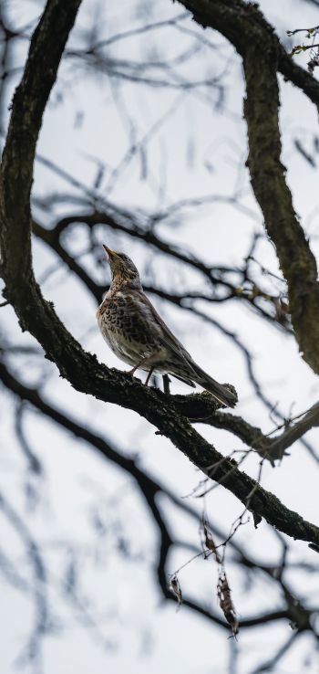 Lviv, Ukraine, bird on a branch Wallpaper 720x1520