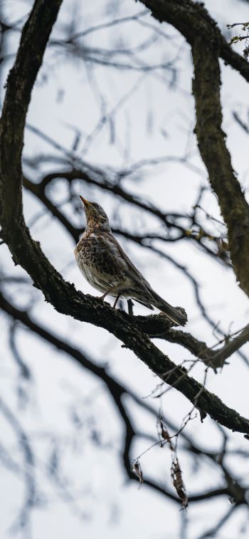 Lviv, Ukraine, bird on a branch Wallpaper 1125x2436