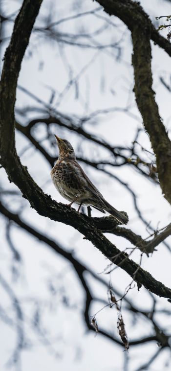 Lviv, Ukraine, bird on a branch Wallpaper 1080x2340