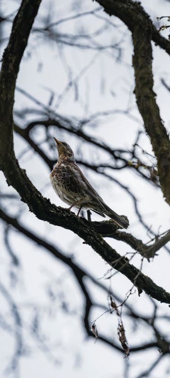 Lviv, Ukraine, bird on a branch Wallpaper 1080x2400