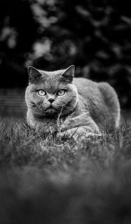 british cat, pet Wallpaper 600x1024