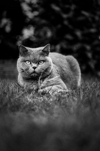 british cat, pet Wallpaper 640x960