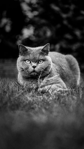 british cat, pet Wallpaper 640x1136