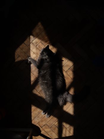 cat in the sun Wallpaper 1536x2048
