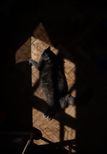 cat in the sun Wallpaper 1640x2360