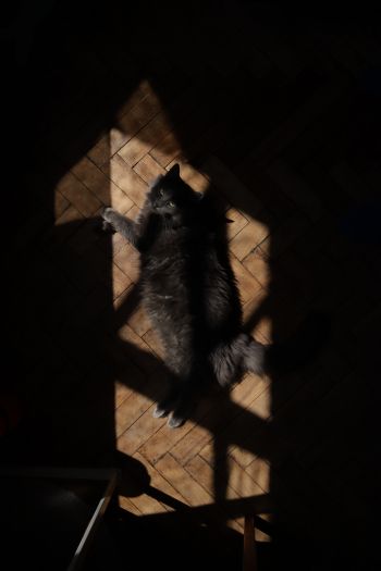 cat in the sun Wallpaper 640x960