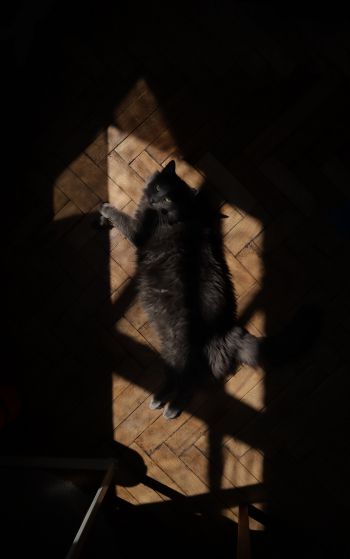 cat in the sun Wallpaper 1752x2800