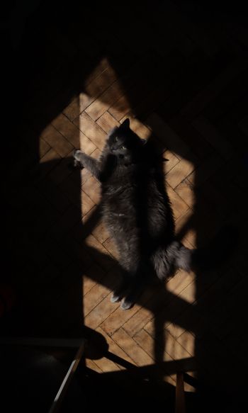 cat in the sun Wallpaper 1200x2000