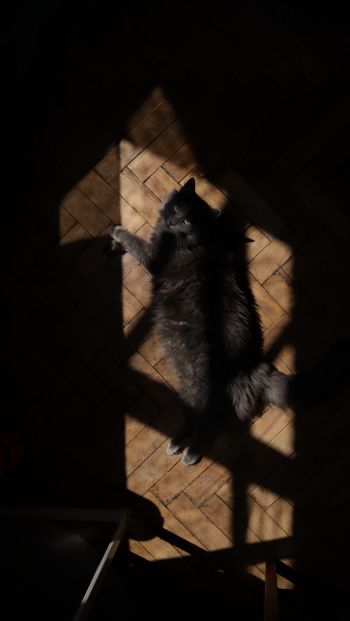 cat in the sun Wallpaper 640x1136